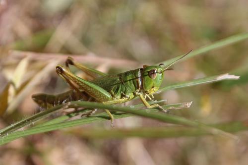 Pseudochorthippus parallelus parallelus